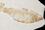 Bargain Knightia Fish Fossil Pair - Wyoming #89185-1